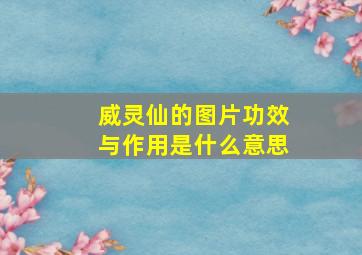 威灵仙的图片功效与作用是什么意思