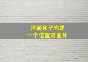 宫颈和子宫是一个位置吗图片