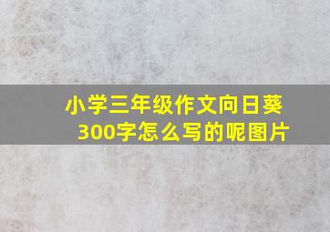 小学三年级作文向日葵300字怎么写的呢图片