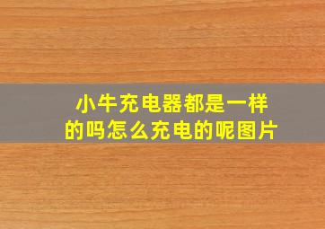 小牛充电器都是一样的吗怎么充电的呢图片