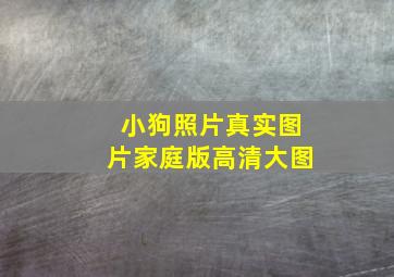 小狗照片真实图片家庭版高清大图