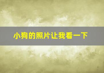 小狗的照片让我看一下