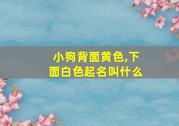 小狗背面黄色,下面白色起名叫什么