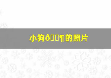 小狗🐶的照片