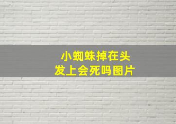 小蜘蛛掉在头发上会死吗图片