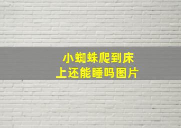 小蜘蛛爬到床上还能睡吗图片