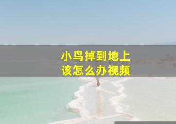 小鸟掉到地上该怎么办视频