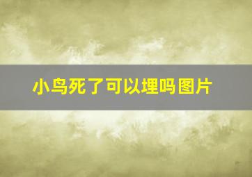 小鸟死了可以埋吗图片