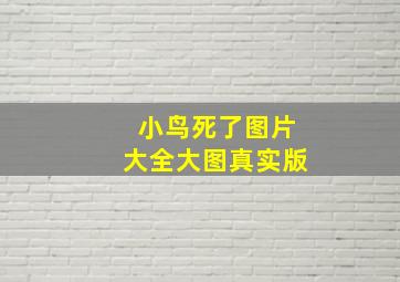 小鸟死了图片大全大图真实版