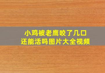 小鸡被老鹰咬了几口还能活吗图片大全视频