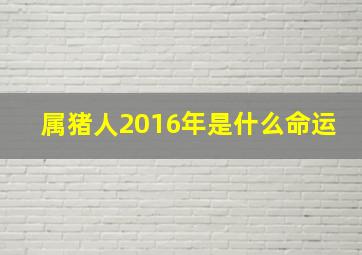 属猪人2016年是什么命运