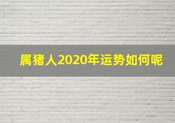 属猪人2020年运势如何呢