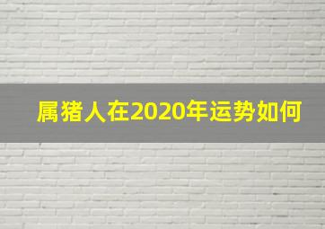 属猪人在2020年运势如何