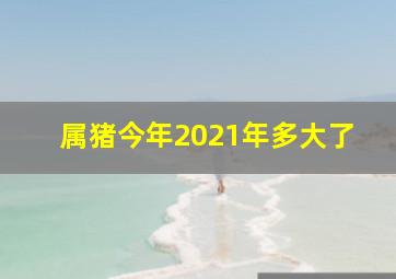 属猪今年2021年多大了