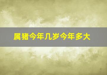 属猪今年几岁今年多大