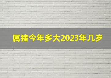 属猪今年多大2023年几岁