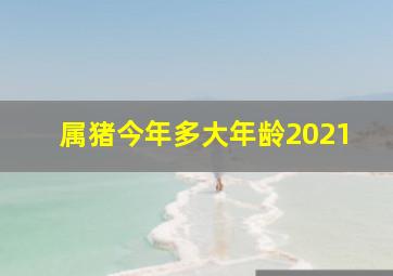 属猪今年多大年龄2021