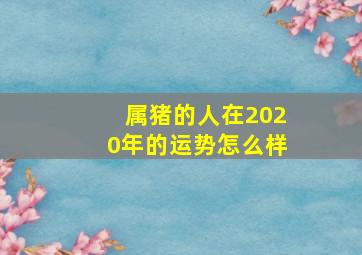 属猪的人在2020年的运势怎么样