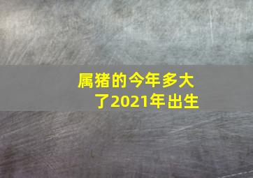 属猪的今年多大了2021年出生