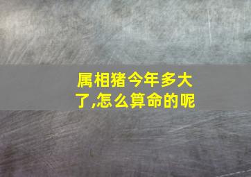 属相猪今年多大了,怎么算命的呢