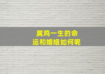 属鸡一生的命运和婚姻如何呢