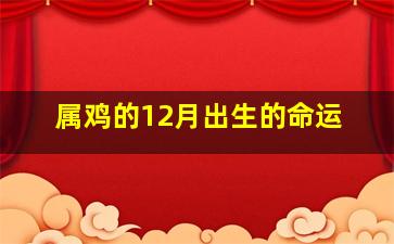 属鸡的12月出生的命运