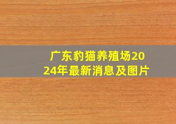 广东豹猫养殖场2024年最新消息及图片