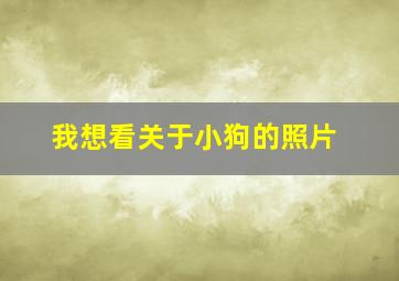 我想看关于小狗的照片