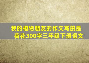 我的植物朋友的作文写的是荷花300字三年级下册语文