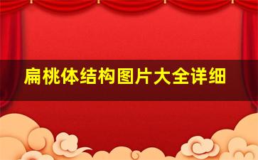 扁桃体结构图片大全详细