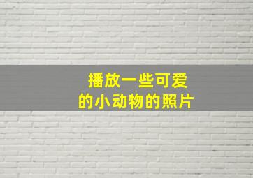 播放一些可爱的小动物的照片