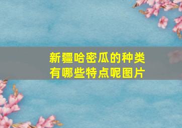 新疆哈密瓜的种类有哪些特点呢图片