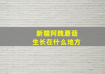 新疆阿魏蘑菇生长在什么地方