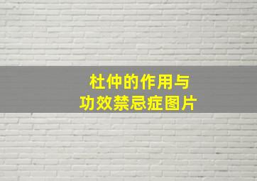 杜仲的作用与功效禁忌症图片