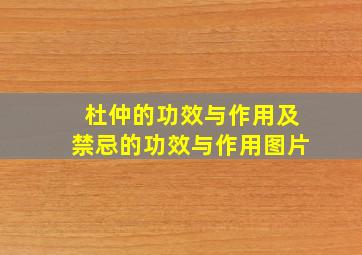 杜仲的功效与作用及禁忌的功效与作用图片