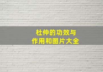 杜仲的功效与作用和图片大全