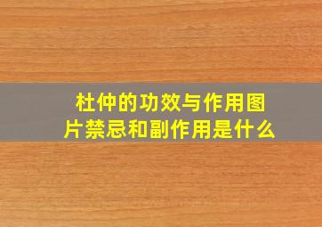 杜仲的功效与作用图片禁忌和副作用是什么