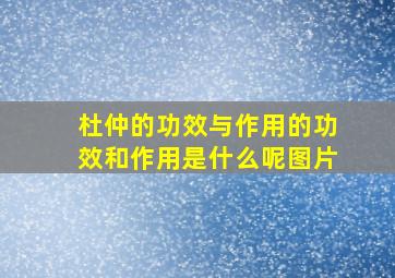 杜仲的功效与作用的功效和作用是什么呢图片