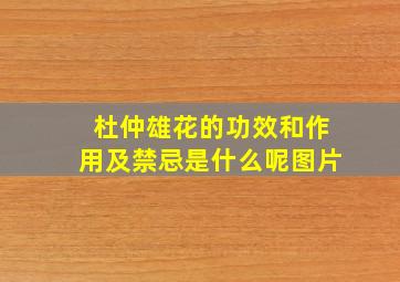 杜仲雄花的功效和作用及禁忌是什么呢图片