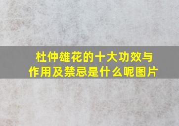 杜仲雄花的十大功效与作用及禁忌是什么呢图片