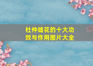 杜仲雄花的十大功效与作用图片大全