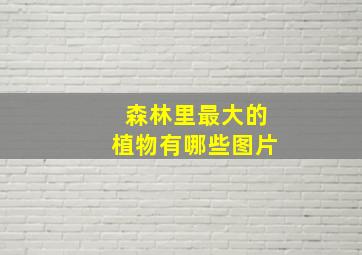 森林里最大的植物有哪些图片