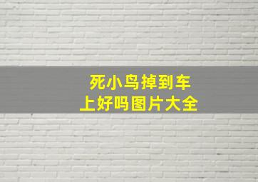 死小鸟掉到车上好吗图片大全