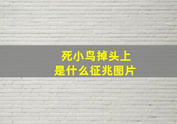 死小鸟掉头上是什么征兆图片