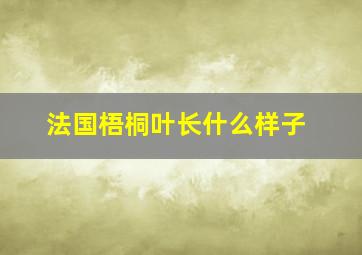 法国梧桐叶长什么样子