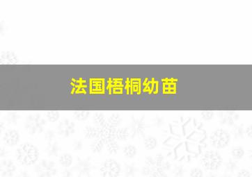 法国梧桐幼苗