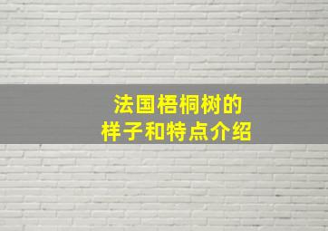 法国梧桐树的样子和特点介绍