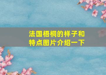 法国梧桐的样子和特点图片介绍一下