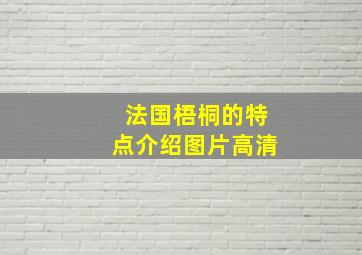 法国梧桐的特点介绍图片高清