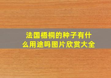 法国梧桐的种子有什么用途吗图片欣赏大全